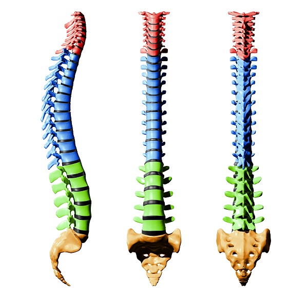 Normal curvature of the spine